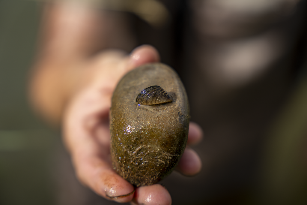 CPW ANS sampling technician holds a rock with a single adult zebra mussel