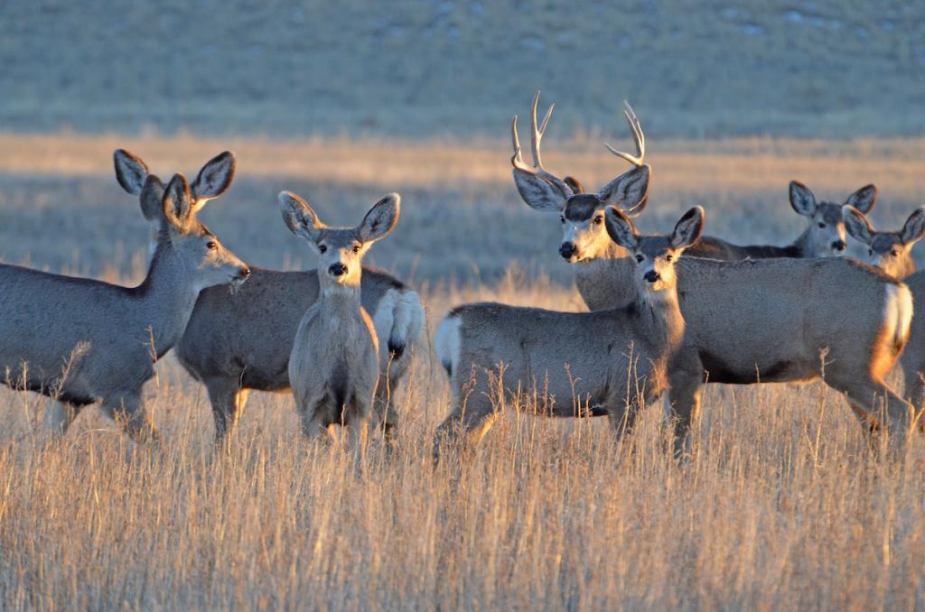 Mule deer herd stands in field of brown grass
