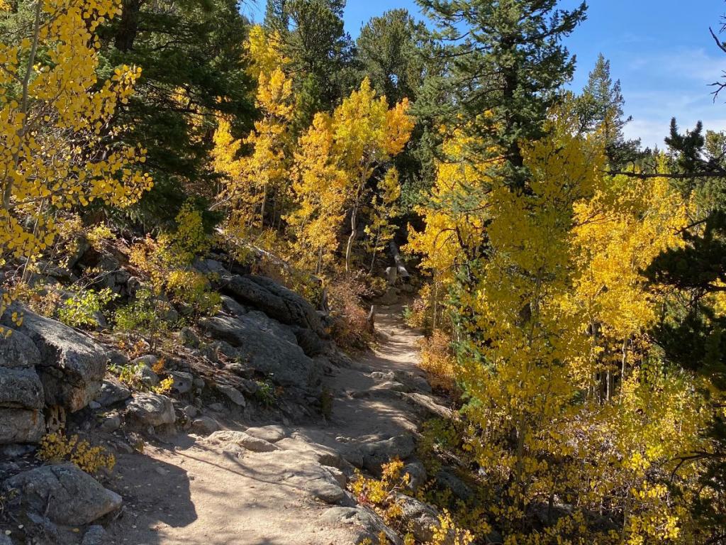 Yellow Aspen trees along a rocky trail