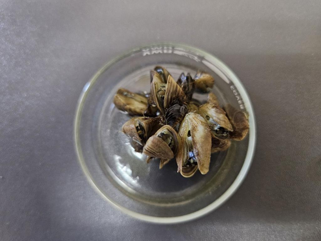 Adult zebra mussels sitting in a clear class dish