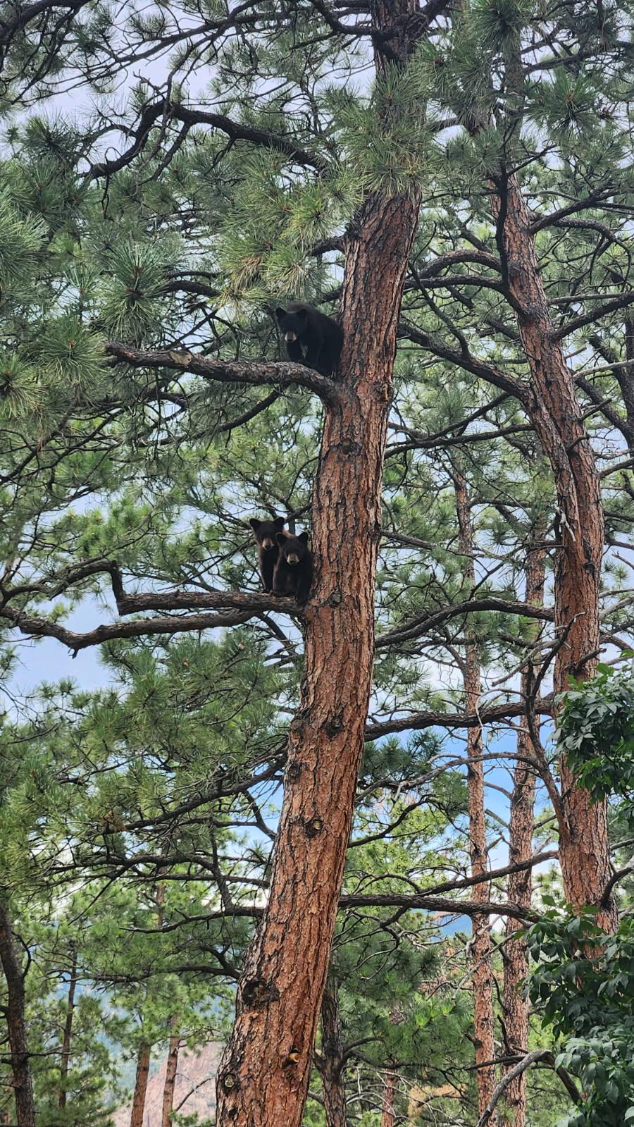 Three bear cubs are visible in a tree