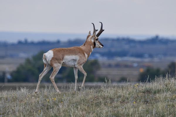 A pronghorn walks left to right across a field