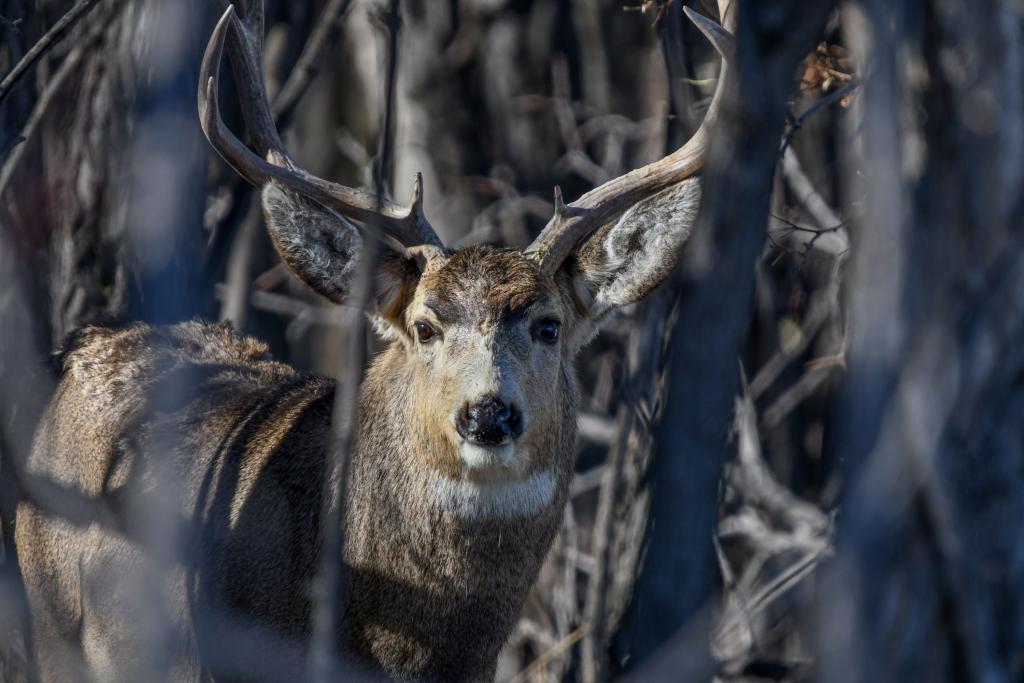 Photo of a mule deer looking at the viewer from inside thick brush