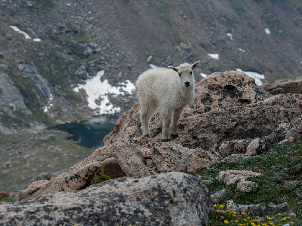 Baby mountain goat on mountain ledge
