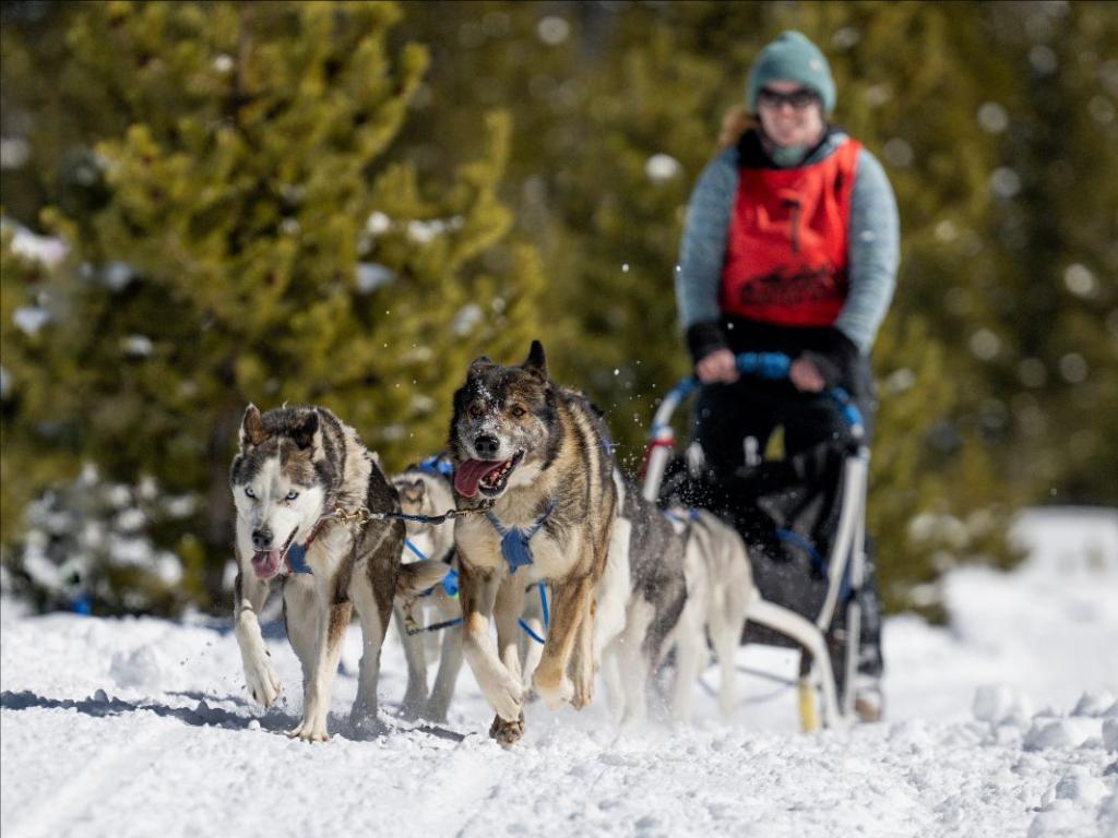 Dog sled racing team runs through snow
