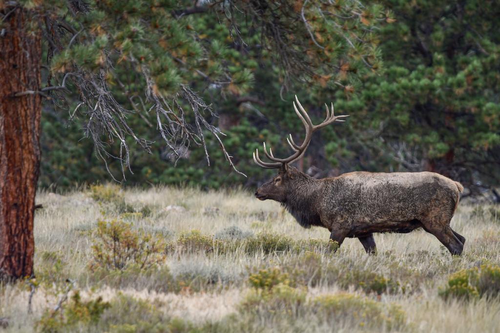 A bull elk approaches a forest at the edge of a field
