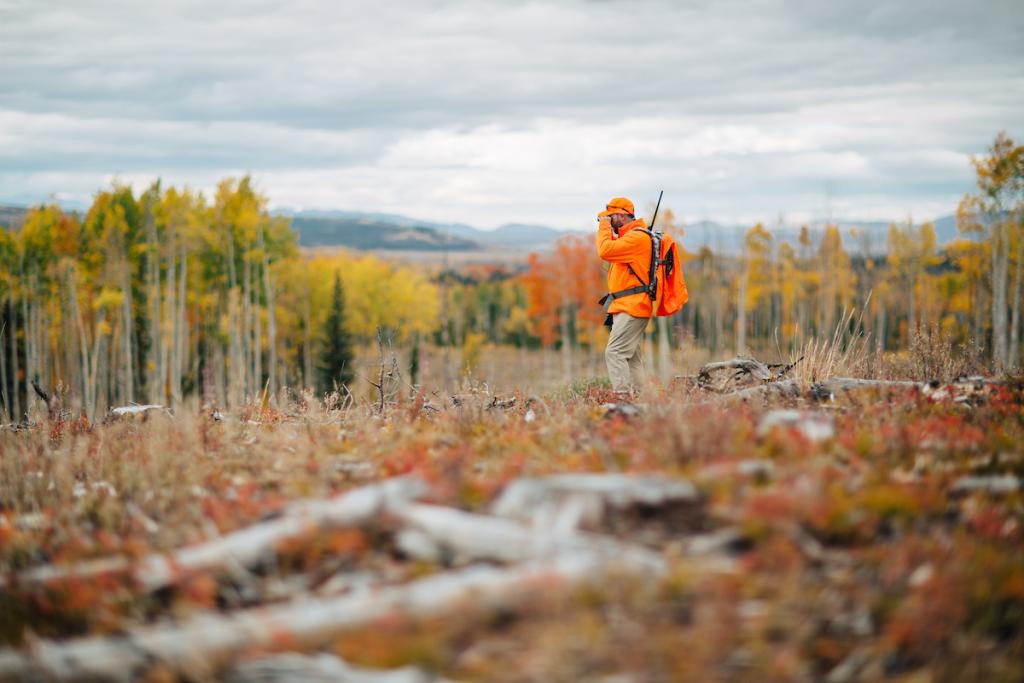 Male hunter in orange vest looks through binoculars with yellow Aspen leaves in the background