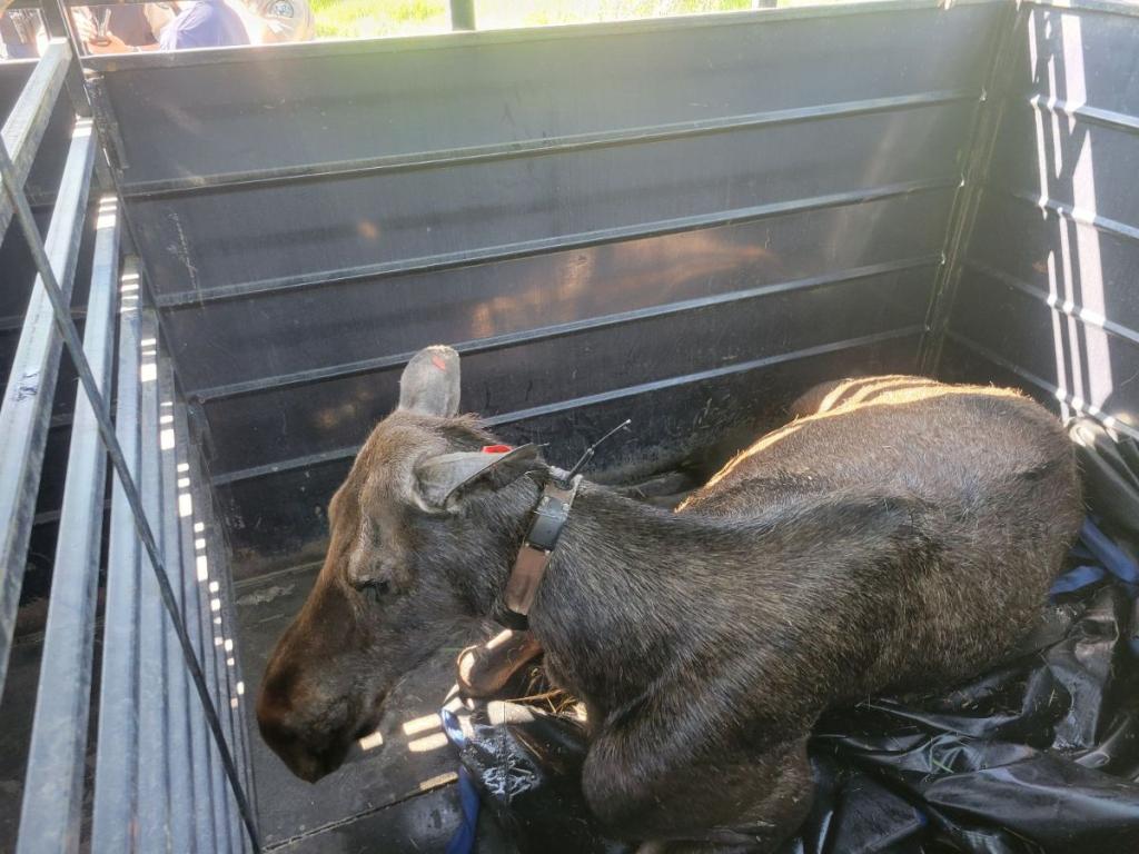 A cow moose sits in a horse trailer during a relocation operation in Steamboat Springs