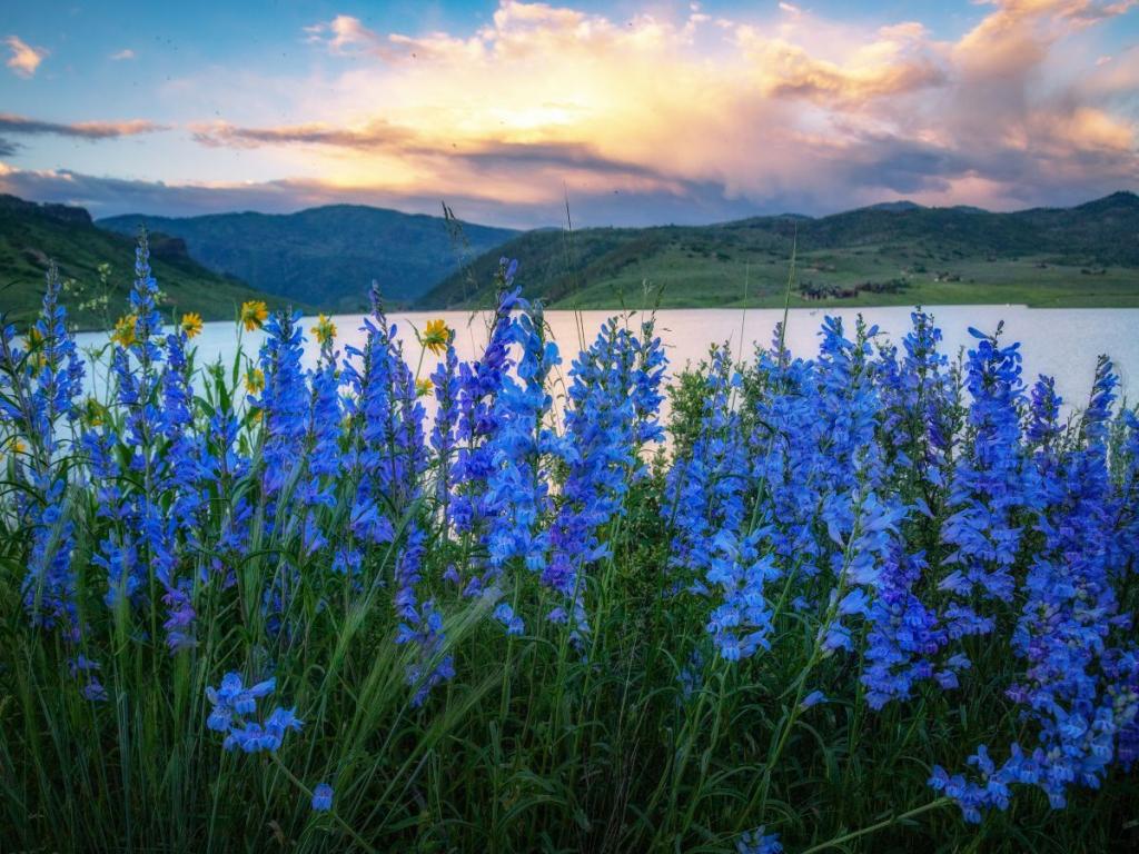 Purple wildflowers in front with mountain landscape in background