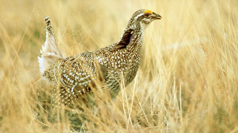 Sharp-tailed grouse, Brett Billings, USFWS