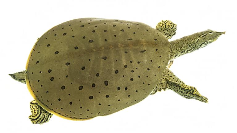 Spiny soft-shell turtle. Sam Stuckel/USFWS
