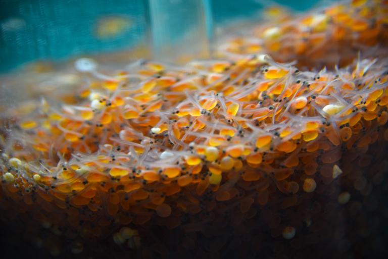 Bellvue-Watson Fish Hatchery