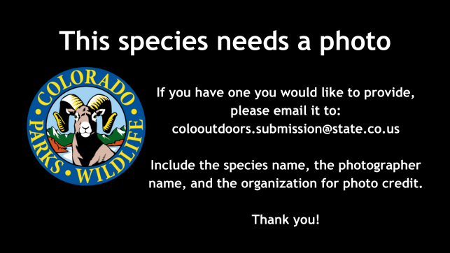 This species needs a photo.