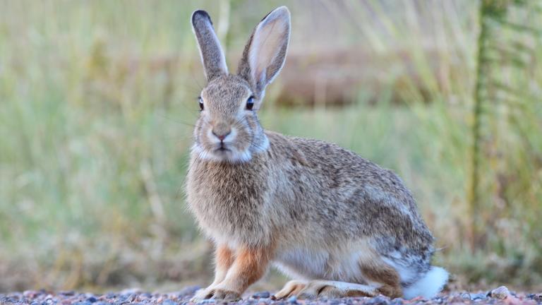 Cottontail, Wayne D. Lewis