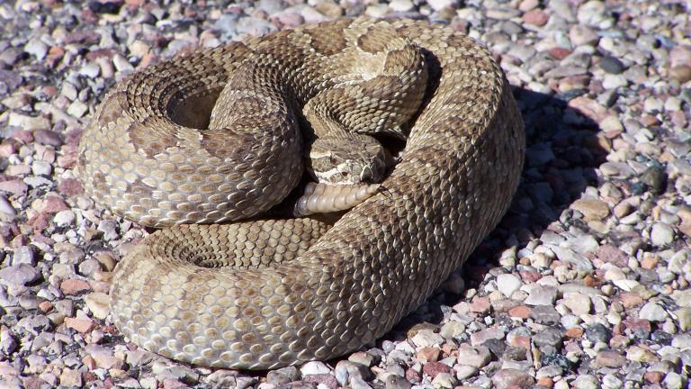 Faded Midget Rattlesnake, NPS, Dinosaur National Monument