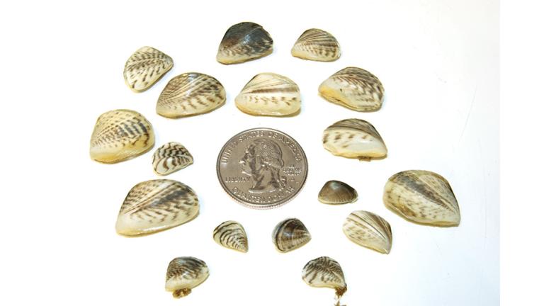 Quagga mussels. NPS