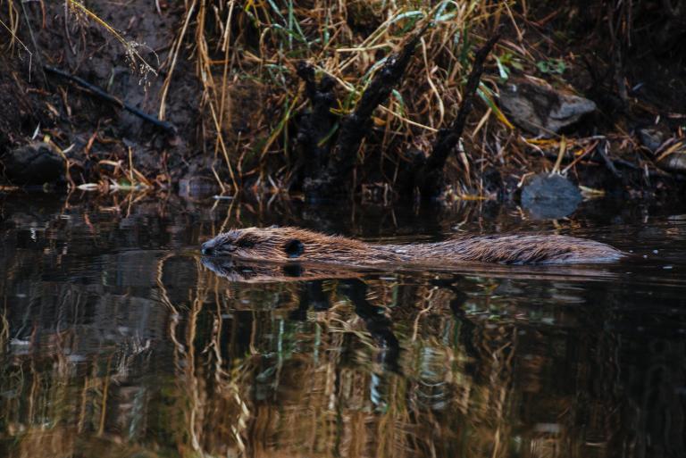 Beaver