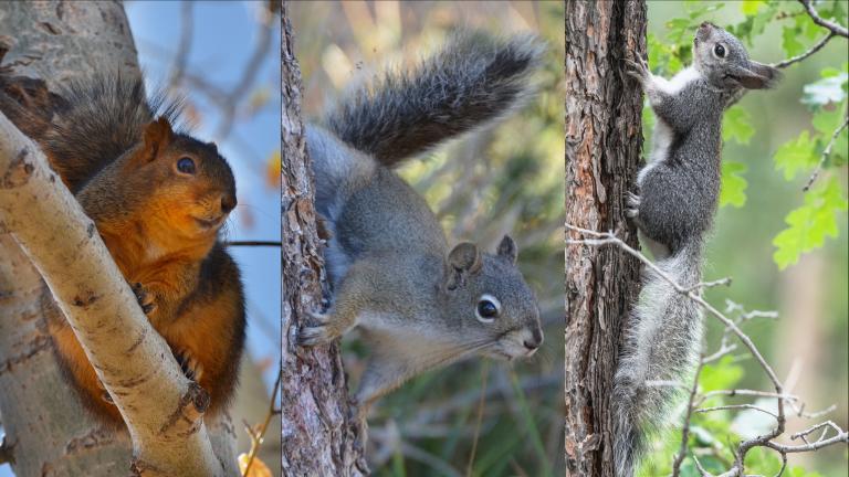Fox squirrel, pine squirrel, abert's squirrel, Doscocil, Wayne D Lewis/CPW