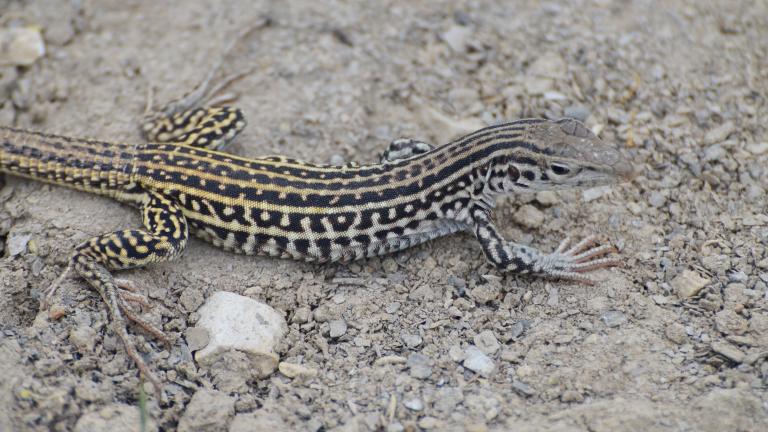 Checkered whiptail lizard, Wayne D. Lewis