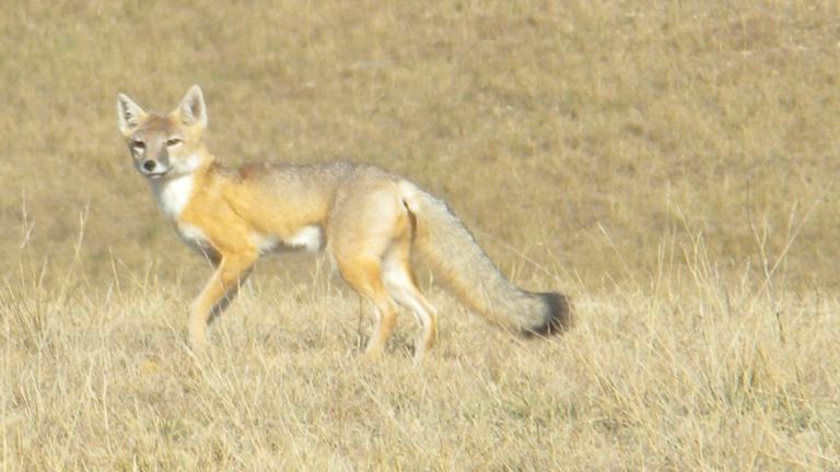 Swift fox, Greg Schroeder, NPS