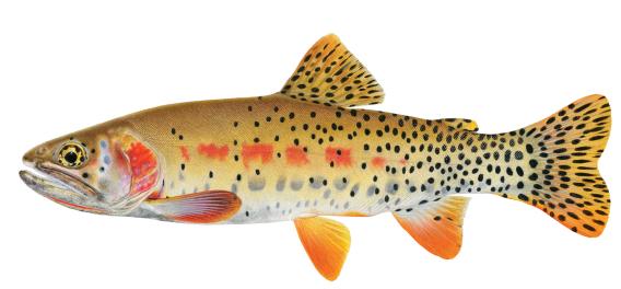 Greenback Cutthroat Trout. (c) Joseph R Tomelleri
