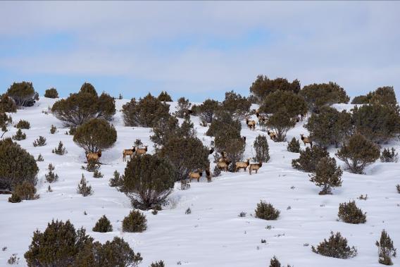 Elk on snowy landscape