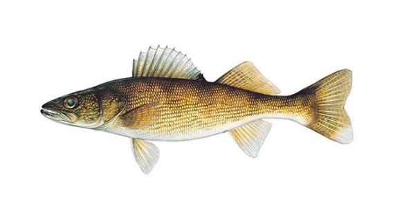 Walleye illustration by Joseph R. Tomelleri.