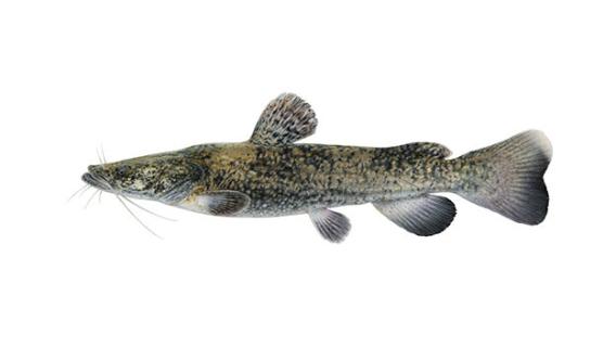 flathead catfish illustration by Joseph R. Tomelleri.