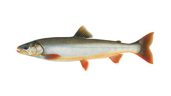 Arctic Char illustration by Joseph R. Tomelleri.