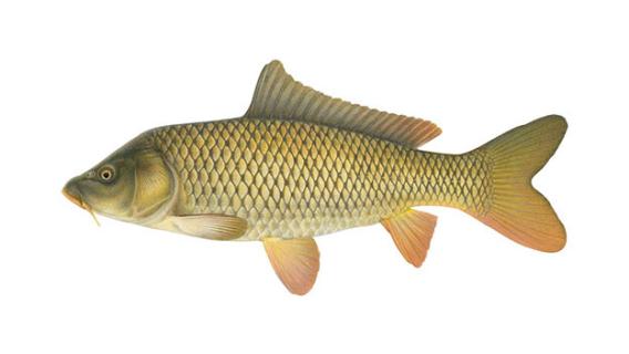 common carp illustration by Joseph R. Tomelleri.
