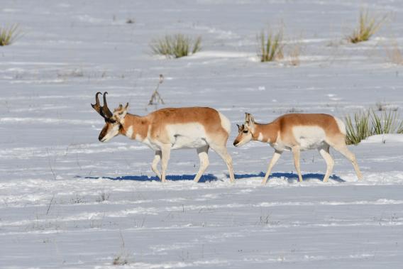 Pronghorn female and baby watch across snowy field