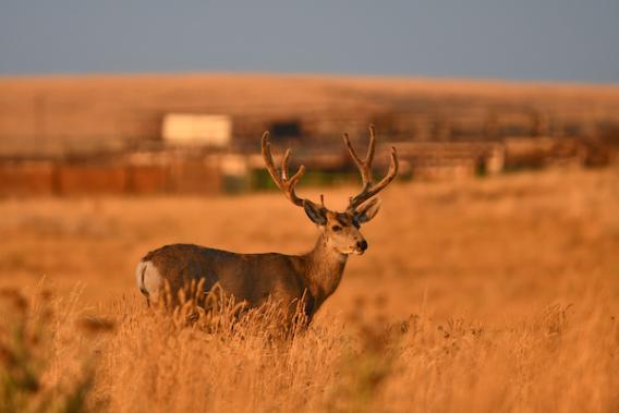 A mule deer stands in a field at sunset facing the viewer