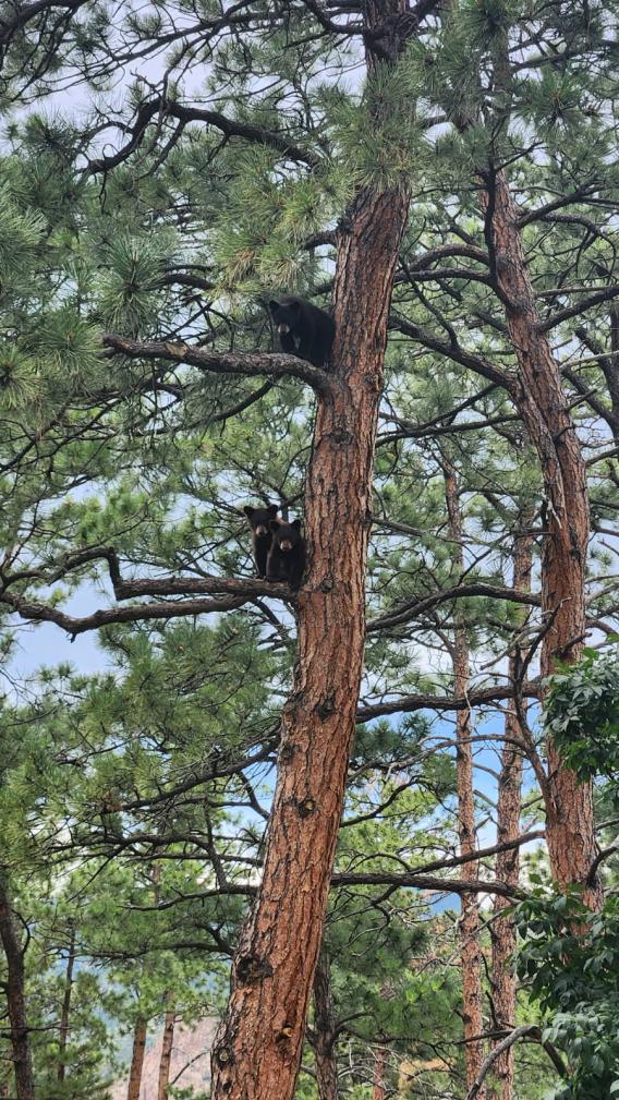 Three bear cubs are visible in a tree