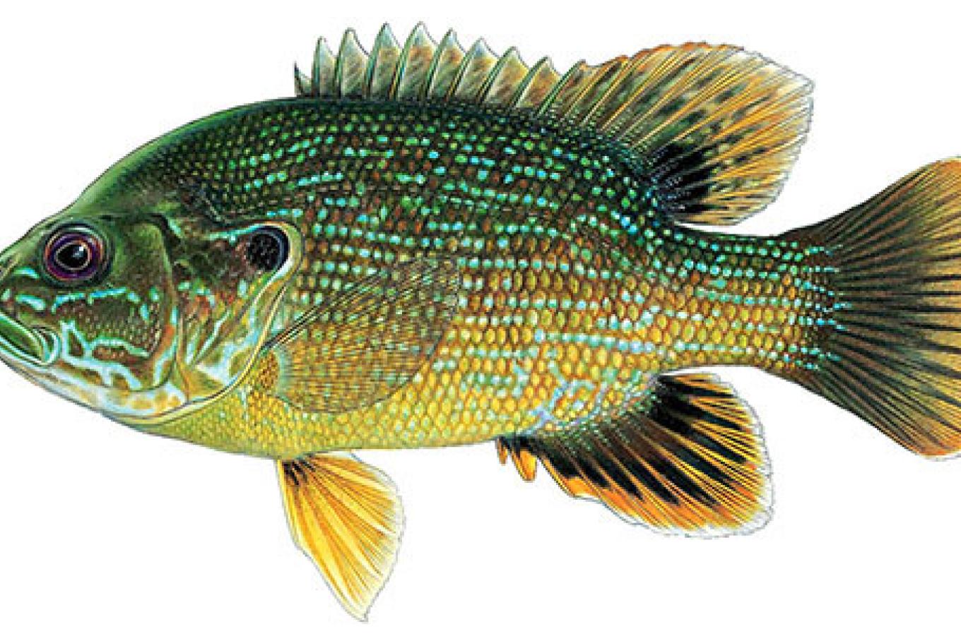 Green sunfish care hotsell