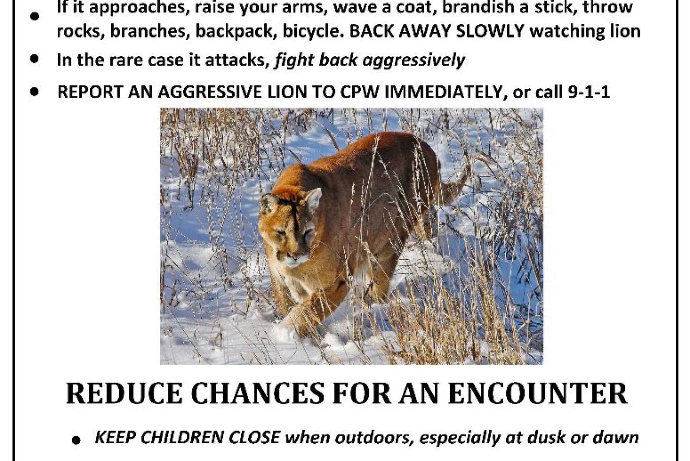 CPW Euthanizes Mountain Lion After It Swats Girl Leaving Puncture Wound ...