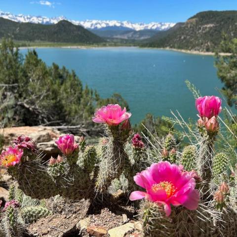 wildflowers at Ridgway S.P.