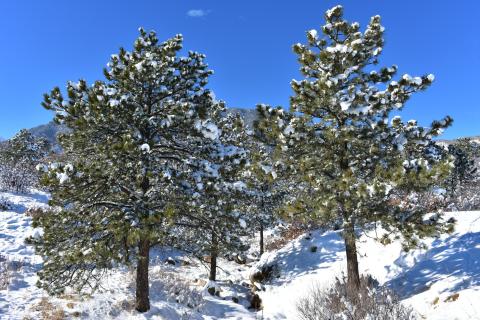 Winter trees cheyenne mountain state park