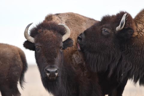 Bison in nature. Photos by Wayne D. Lewis.