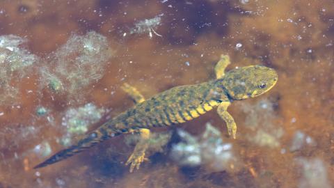 Barred tiger salamander. Jacob W Frank/NPS