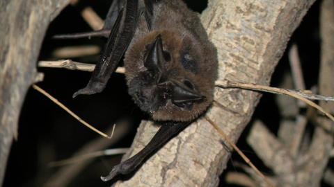 Big free-tailed bat, NPS