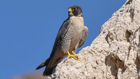 Peregrine falcon. Public domain.