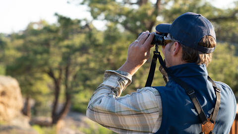 bird watching survey