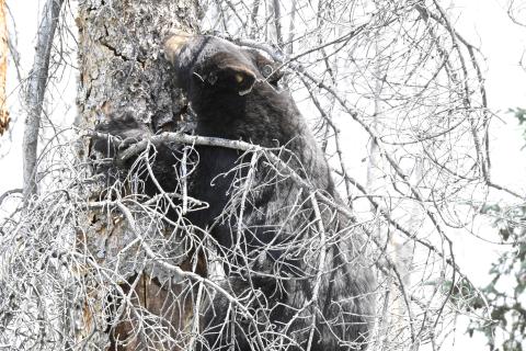 18-month-old black bear cub climbing dead tree