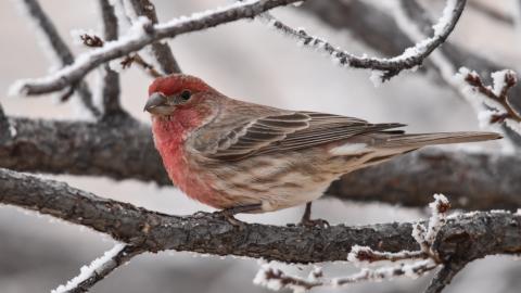 House Finch, Wayne D Lewis, CPW.