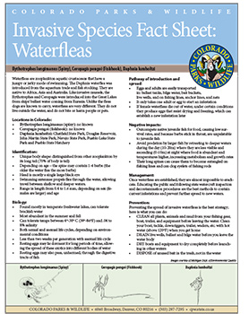 Waterflea Fact Sheet Cover