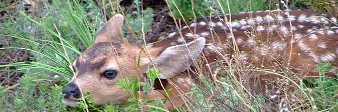 Baby deer hidking in brush
