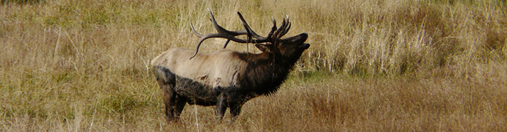 Bull elk calling