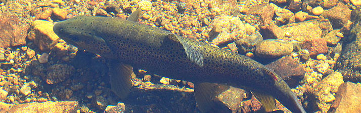 Brown trout underwater by Wayne Lewis