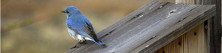 Male mountain bluebird on nest box