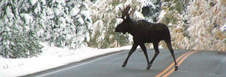 Moose crossing road in winter